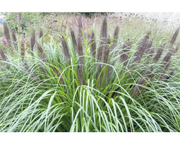 Griffioen - Pennisetum alop. 'Black Beauty'