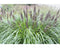 Griffioen - Pennisetum alop. 'Black Beauty'
