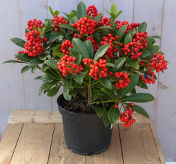 Warentuin Natuurlijk - Skimmia mix 50 cm