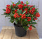 Warentuin Natuurlijk - Skimmia mix 50 cm