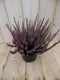 Warentuin Natuurlijk - 2 stuks! Heide roze GROOT