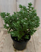 Warentuin Natuurlijk - 3 stuks! Hebe Veronica struikje groenblijvend Lichtblauw rond blad