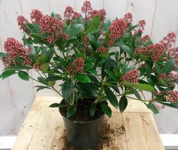 Warentuin Natuurlijk - Skimmia rood 40 cm