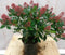 Warentuin Natuurlijk - Skimmia rood 40 cm