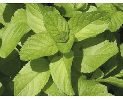 Griffioen - Mentha pip. 'Orange'