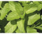 Griffioen - Mentha pip. 'Orange'