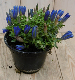 Warentuin Natuurlijk - 2 stuks! Gentiaan blauw