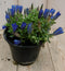 Warentuin Natuurlijk - 2 stuks! Gentiaan blauw