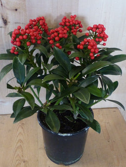 Warentuin Natuurlijk - Skimmia met bes 30 cm