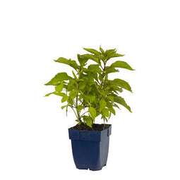 Griffioen - Eupatorium purpureum