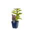 Griffioen - Eupatorium purpureum