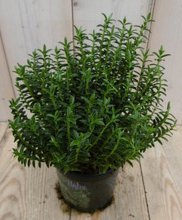 Warentuin Natuurlijk - 3 stuks! Hebe Veronica struikje groenblijvend groot blad
