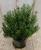 Warentuin Natuurlijk - 3 stuks! Hebe Veronica struikje groenblijvend groot blad