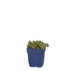 Griffioen - Sempervivum 'Aquila'