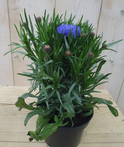 2 stuks - Warentuin Natuurlijk - Korenbloem Blauw