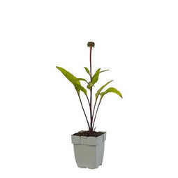 Griffioen - Echinacea purp. 'Fatal Attraction'