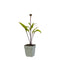 Griffioen - Echinacea purp. 'Fatal Attraction'