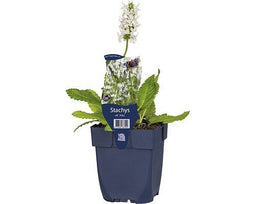 Griffioen - Stachys off. 'Alba'