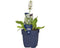 Griffioen - Stachys off. 'Alba'