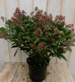 Warentuin Natuurlijk - Skimmia Japonica rubella 50 cm