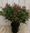 Warentuin Natuurlijk - Skimmia Japonica rubella 50 cm