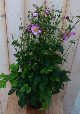 Warentuin Natuurlijk - Herfstanemoon roze