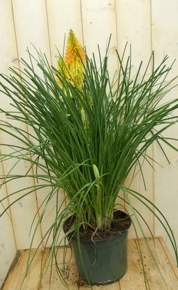 Warentuin Natuurlijk - Vuurpijl Kniphofia Bloem Kleurwisselt