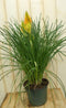 Warentuin Natuurlijk - Vuurpijl Kniphofia Bloem Kleurwisselt