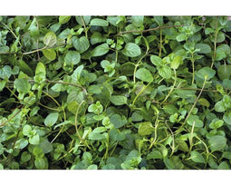 Griffioen - Mentha pip. 'Mandarin'