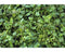 Griffioen - Mentha pip. 'Mandarin'