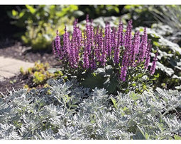Griffioen - Salvia nem. 'Sens. Medium Deep Rose'