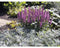 Griffioen - Salvia nem. 'Sens. Medium Deep Rose'