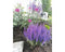 Griffioen - Salvia nem. 'Sens. Medium Deep Blue'