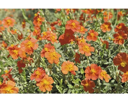 Griffioen - Helianthemum 'Fire Dragon'
