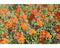 Griffioen - Helianthemum 'Fire Dragon'
