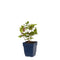 Griffioen - Astilbe chin. 'Purpurkerze'