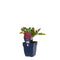 Griffioen - Astilbe chin. 'Purpurkerze'