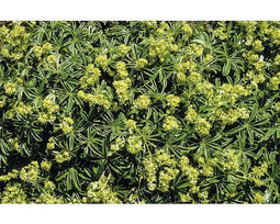 Griffioen - Alchemilla alpina