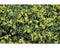 Griffioen - Alchemilla alpina