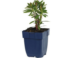 Griffioen - Euphorbia char. 'Wulfenii'
