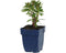 Griffioen - Euphorbia char. 'Wulfenii'