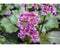 Griffioen - Bergenia 'Ouverture'