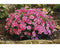 Griffioen - Dianthus caryop. 'Electric Dreams'
