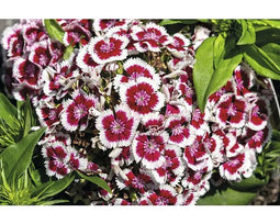 Griffioen - Dianthus barb. 'Dart Red White Picotee'