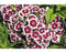 Griffioen - Dianthus barb. 'Dart Red White Picotee'
