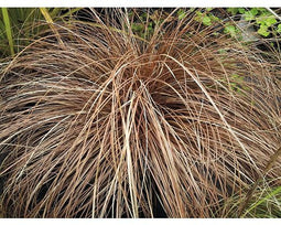 Griffioen - Carex comans 'Bronco'