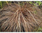 Griffioen - Carex comans 'Bronco'