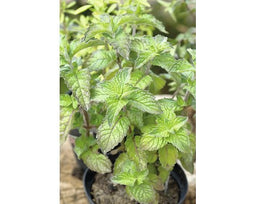Griffioen - Mentha pip. 'Grapefruit'