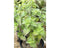 Griffioen - Mentha pip. 'Grapefruit'
