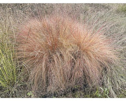 Griffioen - Sporobolus heterolepis